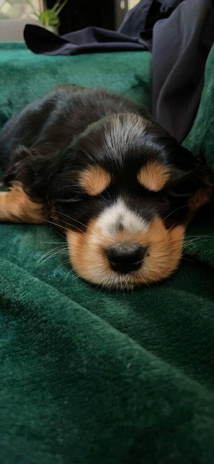 Gogh participe au concours pour gagner de l'argent avec cette photo : bored, canidae, carnivore, cavalier_king_charles_spaniel, comfort, companion_dog, dog, dog_breed, ear, fur, grass, king_charles_spaniel, liver, nap, puppy_love, spaniel, sporting_group, terrestrial_animal, toy_dog, whiskers