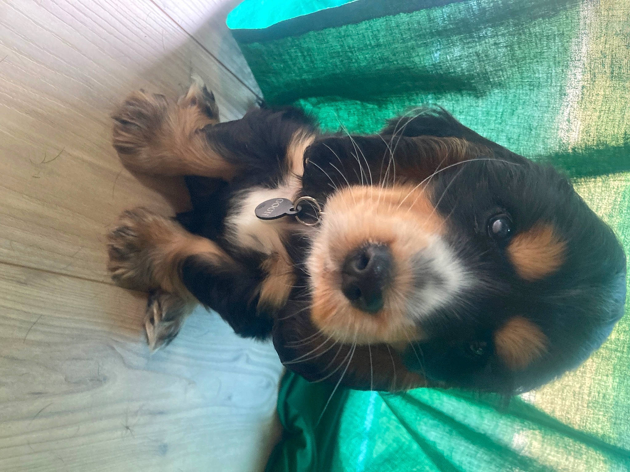 Gogh participe au concours pour gagner de l'argent avec cette photo : carnivore, cavalier_king_charles_spaniel, companion_dog, dog, dog_breed, dog_supply, fawn, fur, hardwood, liver, pet_supply, puppy_love, snout, spaniel, sporting_group, terrier, toy_dog, whiskers, wood, working_animal