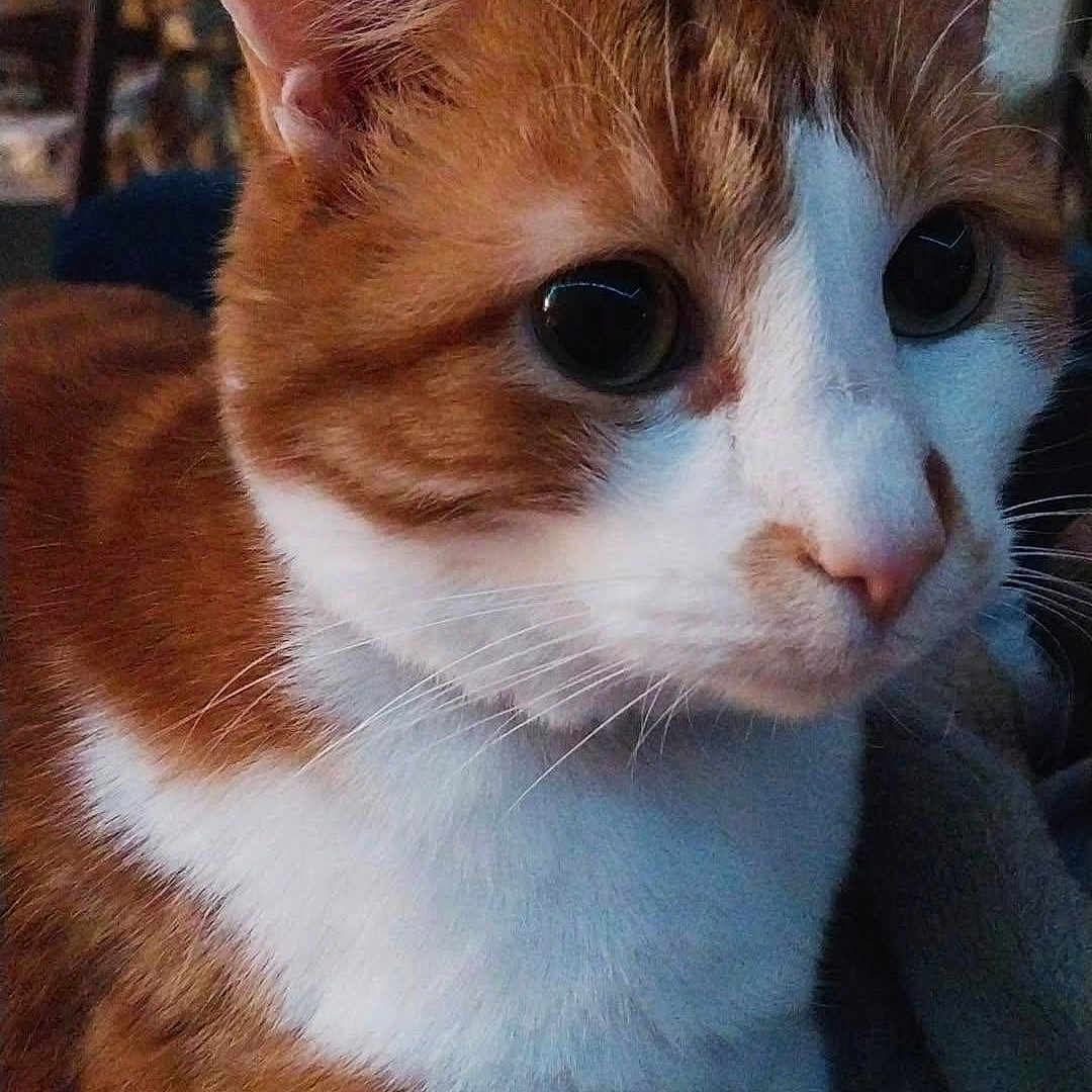 Ram participe au concours pour gagner de l'argent avec cette photo : animal, blanket, cat, close_up, cozy, curious, domestic, ears, eyes, face, feline, fur, indoor, orange_cat, pet, quiet, resting, soft, whiskers, white_cat