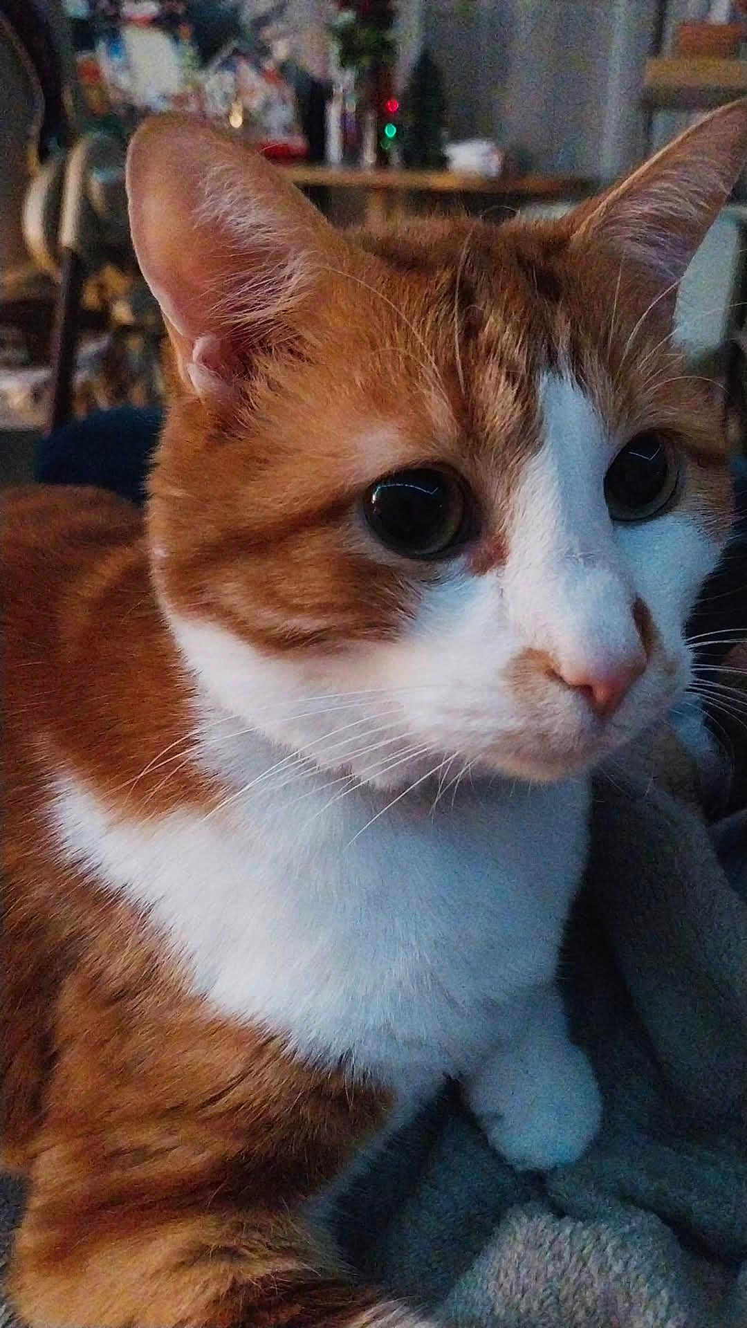 Ram participe au concours pour gagner de l'argent avec cette photo : cat, orange_cat, white_cat, close_up, pet, animal, feline, whiskers, indoor, blanket, soft, curious, resting, fur, ears, face, eyes, cozy, quiet, domestic