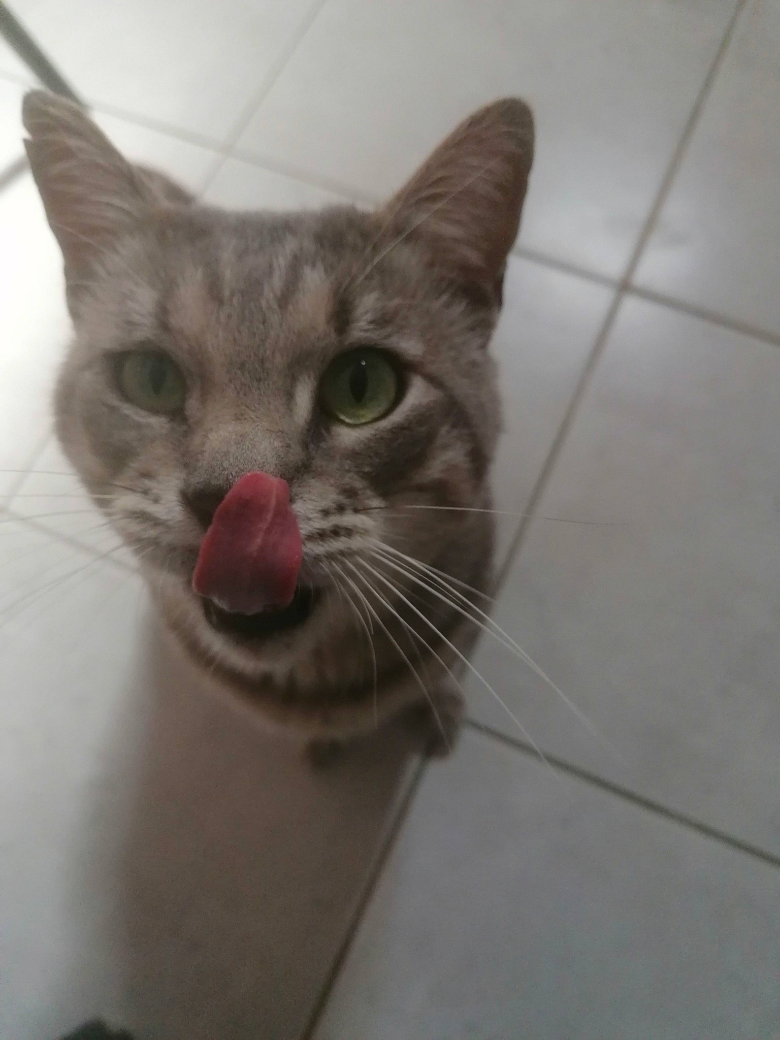 Petit Chat