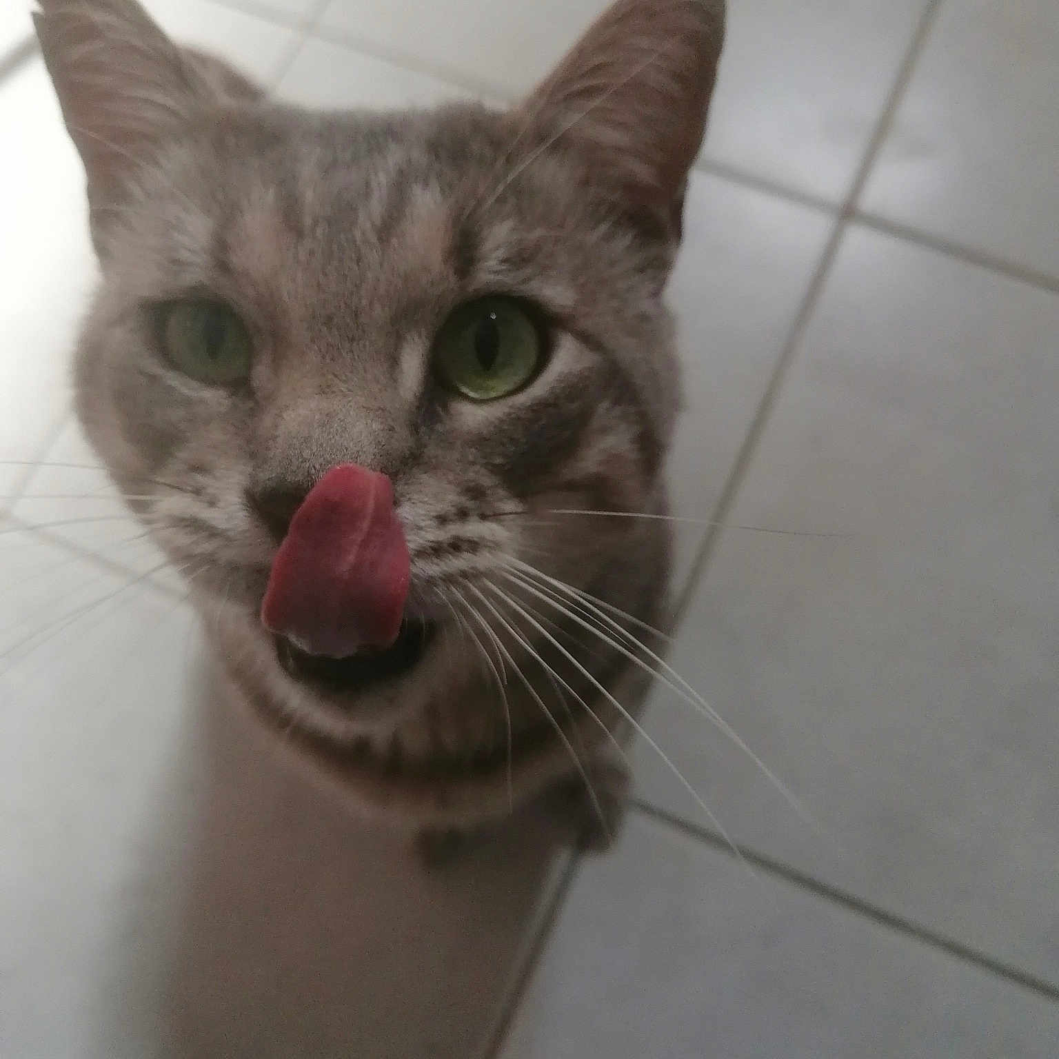 Petit Chat