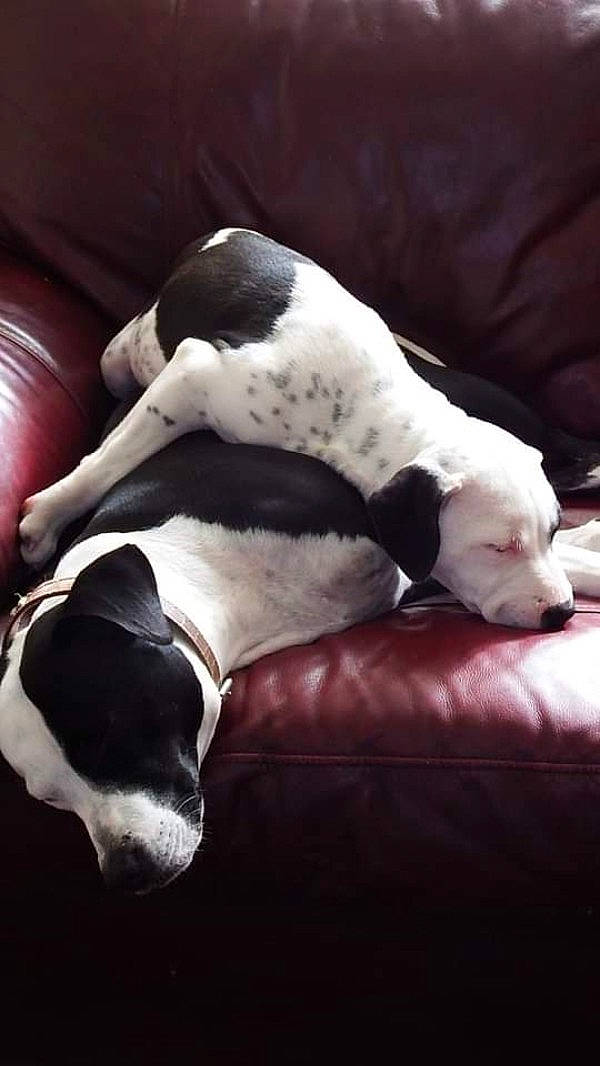 Xena is registered to the contest to win money with this photo: canidae, carnivore, comfort, companion_dog, dog, dog_breed, fawn, fur, great_dane, human_leg, linens, nap, sleep, snout, sporting_group, tail, tints_and_shades, vertebrate, whiskers, working_animal