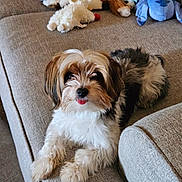 Max is registered to the contest to win money with this photo: dog, puppy, couch, plush_toys, beige, fur, tongue_out, cute, pet, indoor, relaxed, small_dog, cozy, home, animal, fluffy, toy, living_room, canine, companion
