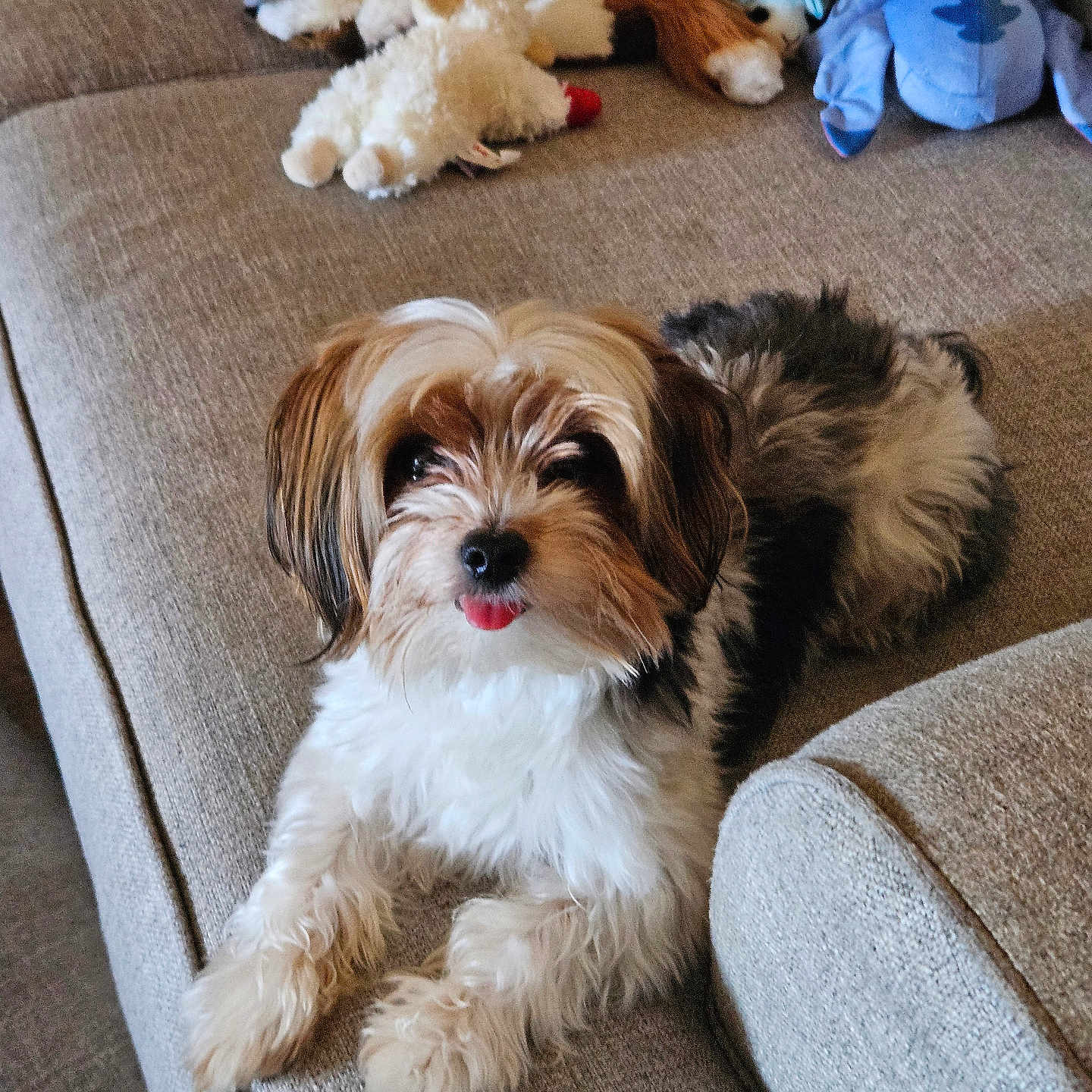 Max is registered to the contest to win money with this photo: animal, beige, canine, companion, couch, cozy, cute, dog, fluffy, fur, home, indoor, living_room, pet, plush_toys, puppy, relaxed, small_dog, tongue_out, toy