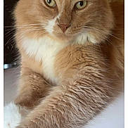 Leonidas joined the competition — help win amazing prizes! cat, ginger_cat, white_fur, fluffy, pet, animal, indoor, close_up, relaxed, cute, feline, whiskers, paw, portrait, domestic_cat, fur, mammal, eyes, face, resting