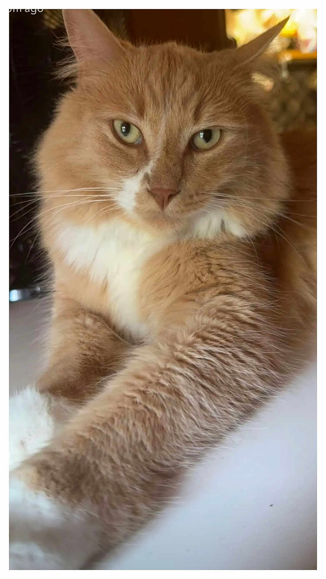 Leonidas