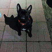 Crickett joined the competition — help win amazing prizes! animal, black_dog, brick_pavement, canine, collar, companion, cute, dog, domestic_animal, ears, face, french_bulldog, looking_up, night, outdoor, pavement, pet, shadow, sitting, small_dog