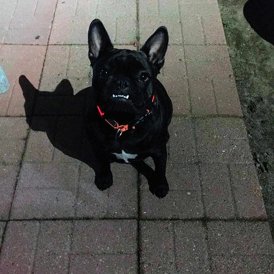 Crickett joined the competition — help win amazing prizes! animal, black_dog, brick_pavement, canine, collar, companion, cute, dog, domestic_animal, ears, face, french_bulldog, looking_up, night, outdoor, pavement, pet, shadow, sitting, small_dog