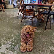 Ramses a rejoint le concours — aidez-le/la à gagner de superbes lots ! animal, bottles, brown_dog, chairs, curly_coat, dining_table, dog, dogs, floor, fluffy, happy, indoor, living_area, lying_down, open_mouth, patio, person, pet, sitting, windows