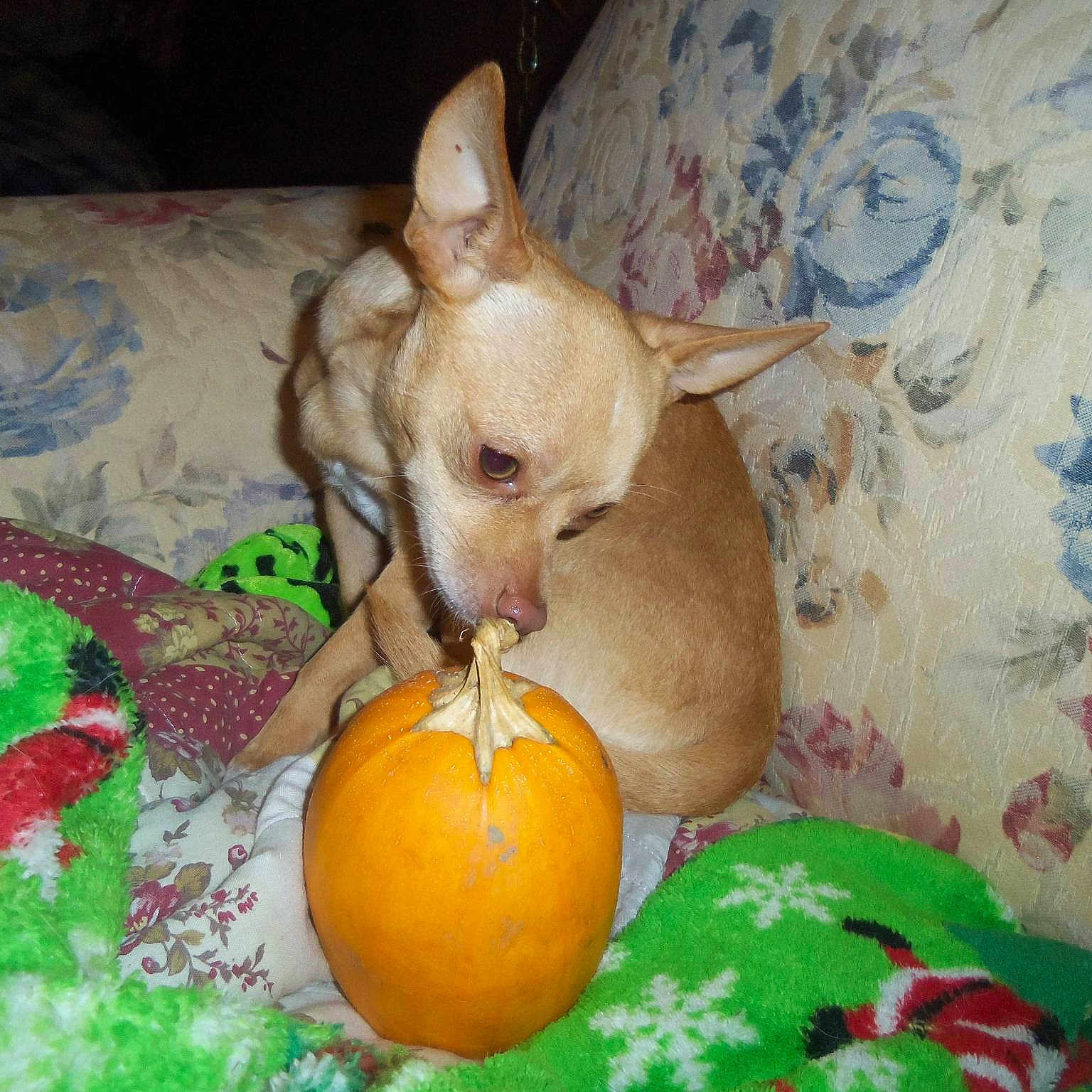 Stuart Louis Little is registered to the contest to win money with this photo: