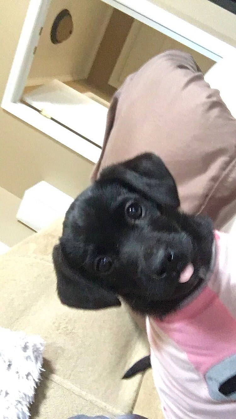 Betty is registered to the contest to win money with this photo: borador, box, canidae, carnivore, carton, collar, comfort, companion_dog, dog, dog_breed, dog_collar, fur, gesture, outerwear, packaging_and_labeling, paper_towel, selfie, shipping_box, sleeve, whiskers