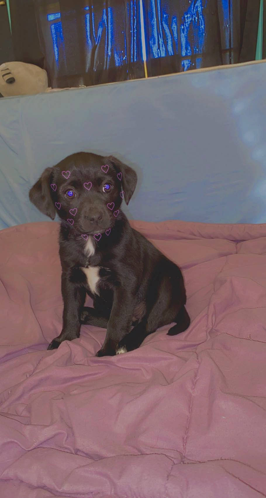 Betty is registered to the contest to win money with this photo: borador, canidae, carnivore, comfort, companion_dog, dog, dog_breed, fawn, fur, guard_dog, liver, non_sporting_group, sporting_group, terrestrial_animal, toy_dog, whiskers, working_animal