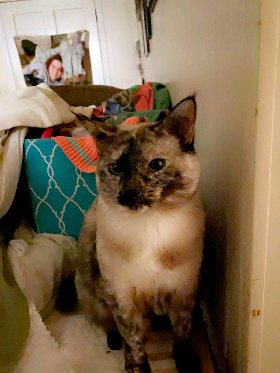 Fluff is registered to the contest to win money with this photo: animal_shelter, carnivore, cat, cat_supply, domestic_short_haired_cat, door, fawn, felidae, fur, linens, paw, pet_supply, picture_frame, small_to_medium_sized_cats, snout, tail, thai, whiskers