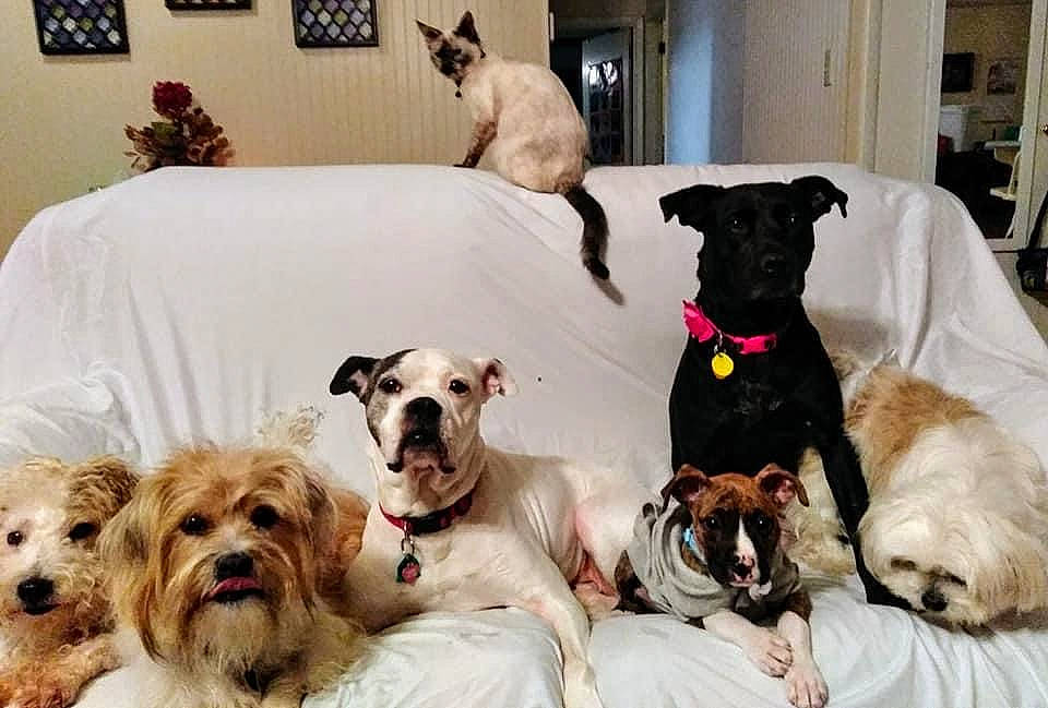 Fluff joined the competition — help win amazing prizes! art, canidae, carnivore, collar, comfort, companion_dog, couch, dog, dog_breed, dog_collar, dog_supply, fawn, fur, houseplant, linens, pet_supply, snout, sporting_group, toy_dog, working_animal