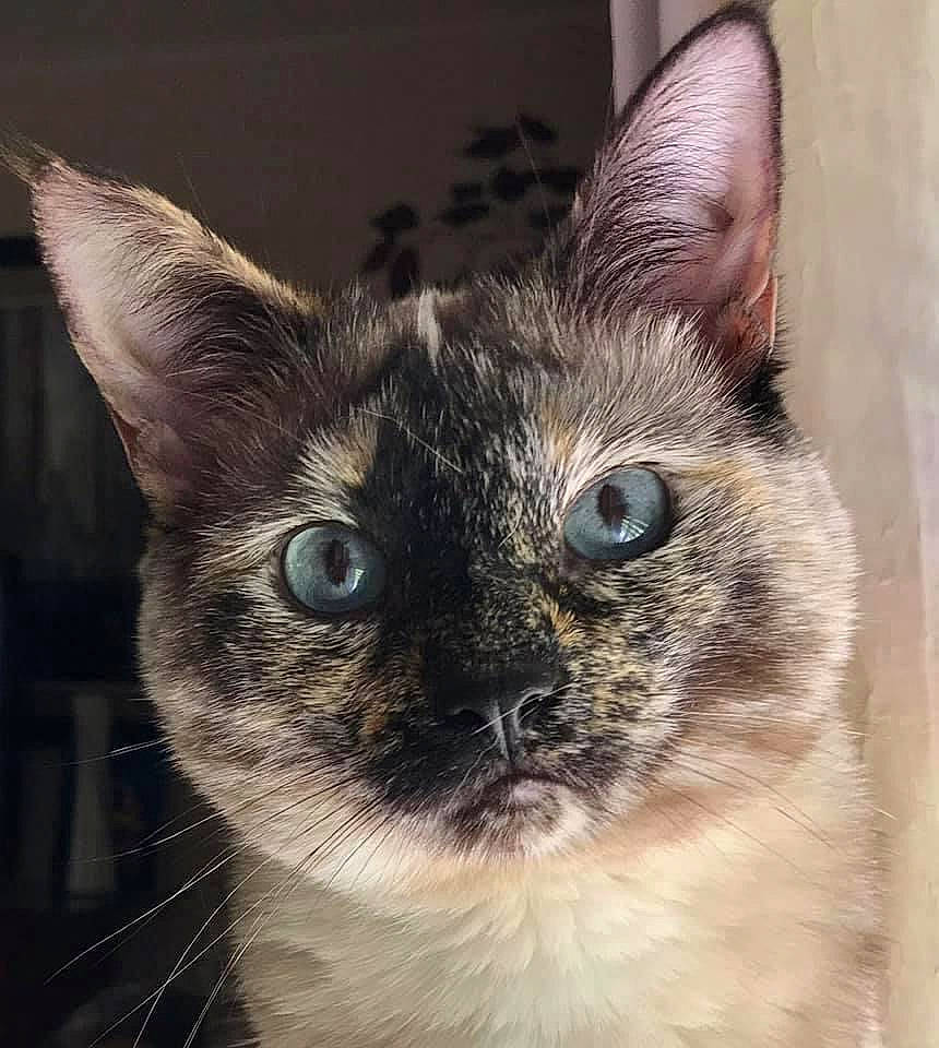 Fluff is registered to the contest to win money with this photo: balinese, birman, carnivore, cat, close_up, domestic_short_haired_cat, ear, felidae, fur, iris, siamese, small_to_medium_sized_cats, snout, terrestrial_animal, thai, tonkinese, whiskers, wildlife, window