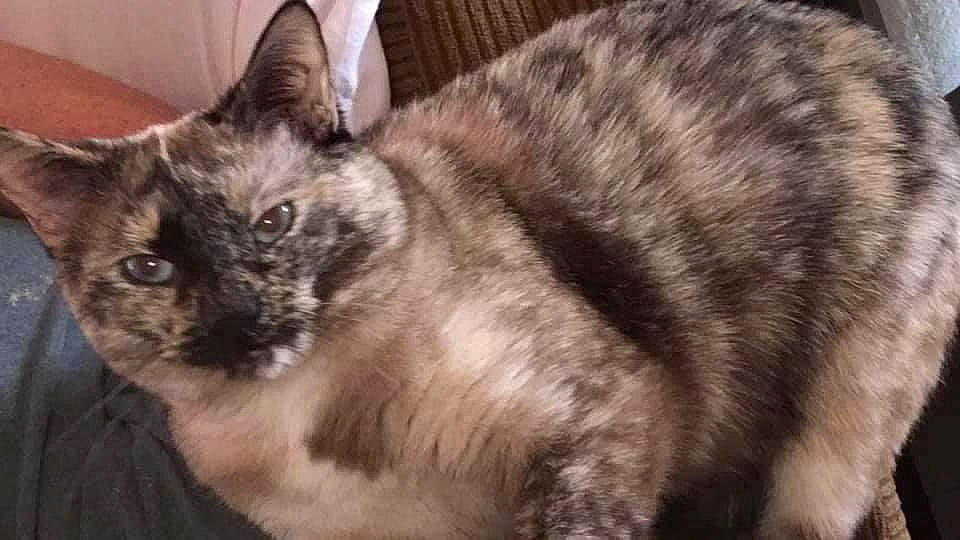 Fluff joined the competition — help win amazing prizes! box, carnivore, cat, cat_furniture, comfort, domestic_short_haired_cat, fawn, felidae, fur, small_to_medium_sized_cats, snout, tail, terrestrial_animal, whiskers, wildlife