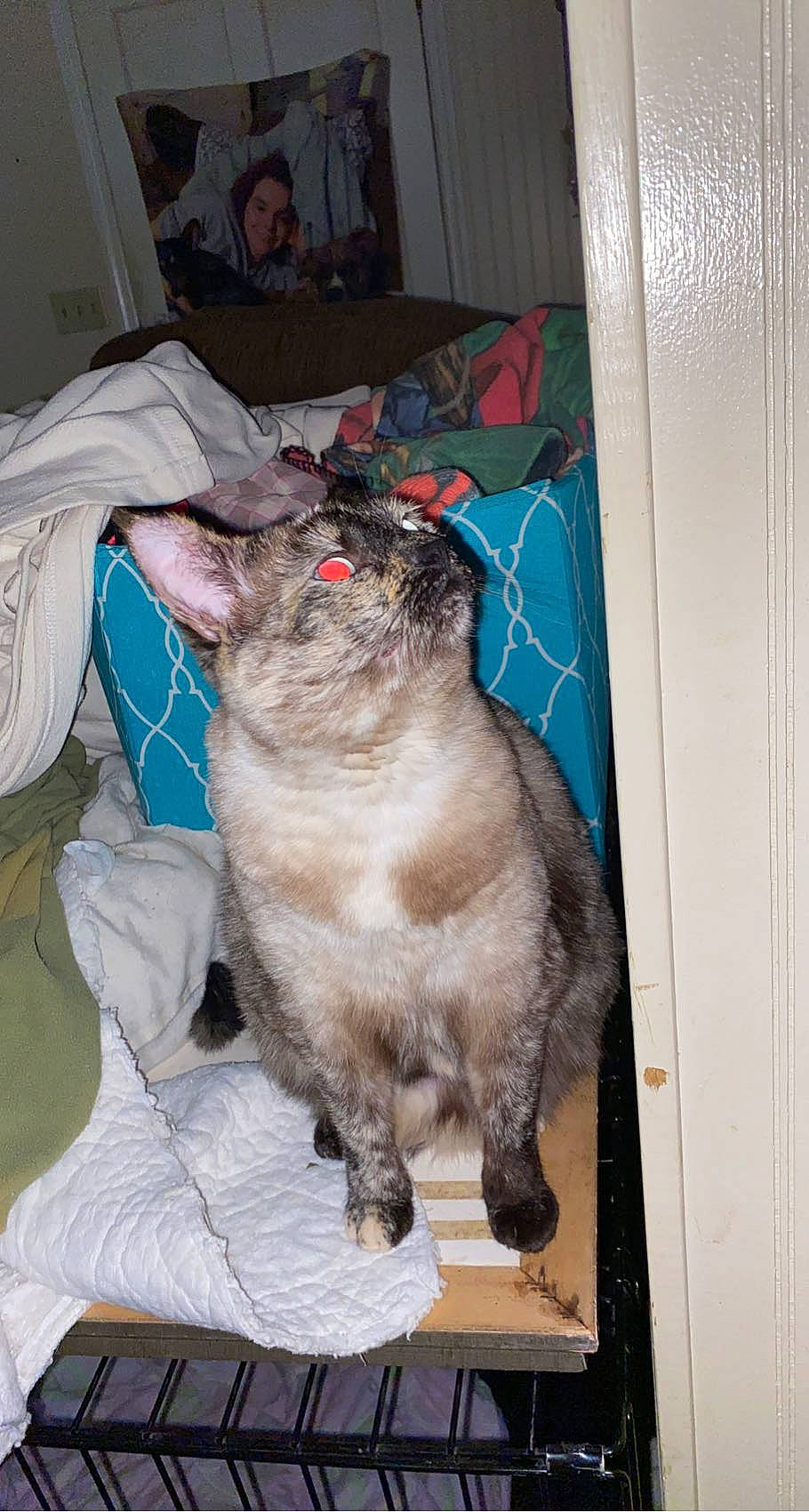 Fluff joined the competition — help win amazing prizes! canidae, carnivore, cat, claw, collar, dog_breed, domestic_short_haired_cat, fawn, felidae, fur, paw, small_to_medium_sized_cats, snout, sporting_group, tail, thai, whiskers