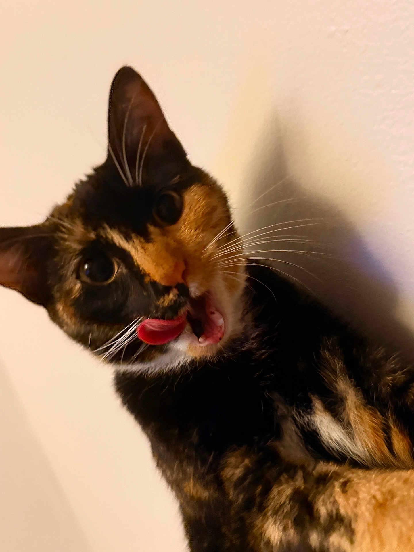 Sofie is registered to the contest to win money with this photo: cat, tortoiseshell, tongue, licking, whiskers, close_up, pet, feline, animal, fur, ears, face, mouth_open, indoor, wall, playful, curious, cute, portrait, expression