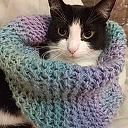 Cole joined the competition — help win amazing prizes! cat, black_and_white, knitted_scarf, cozy, cute, pet, indoor, portrait, animal, whiskers, fur, closeup, soft_texture, pastel_colors, relaxed, domestic_cat, eyes, sitting, warm, comfort