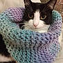 cat, black_and_white, knitted_scarf, cozy, cute, pet, indoor, portrait, animal, whiskers, fur, closeup, soft_texture, pastel_colors, relaxed, domestic_cat, eyes, sitting, warm, comfort