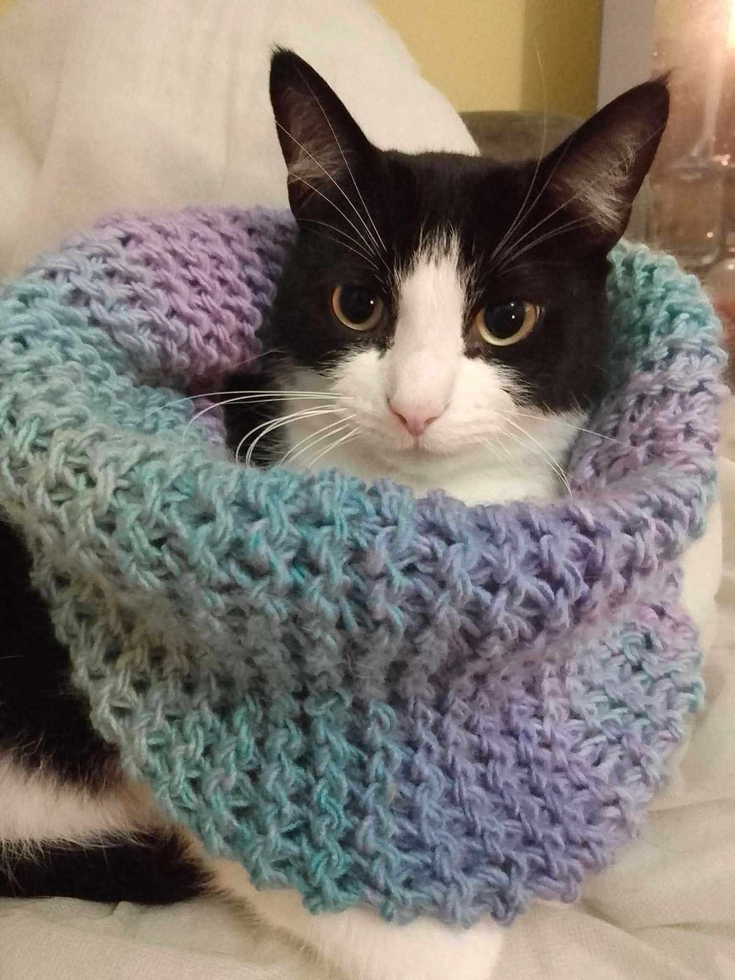 Cole joined the competition — help win amazing prizes! cat, black_and_white, knitted_scarf, cozy, cute, pet, indoor, portrait, animal, whiskers, fur, closeup, soft_texture, pastel_colors, relaxed, domestic_cat, eyes, sitting, warm, comfort