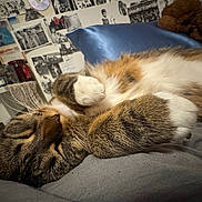 Bonecrusher joined the competition — help win amazing prizes! cat, tabby, sleeping, paws, fur, whiskers, bedroom, blanket, poster, collage, resting, cozy, indoor, closeup, cute, pet, animal, relaxation, feline, soft