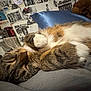 cat, tabby, sleeping, paws, fur, whiskers, bedroom, blanket, poster, collage, resting, cozy, indoor, closeup, cute, pet, animal, relaxation, feline, soft