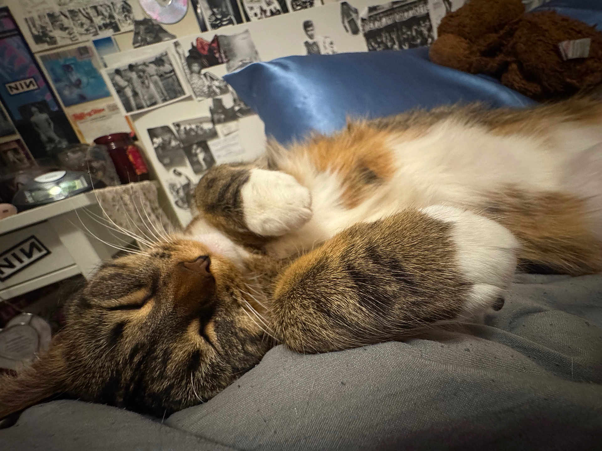 Bonecrusher joined the competition — help win amazing prizes! cat, tabby, sleeping, paws, fur, whiskers, bedroom, blanket, poster, collage, resting, cozy, indoor, closeup, cute, pet, animal, relaxation, feline, soft