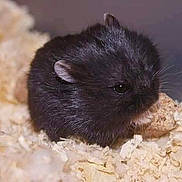 Bougniette a rejoint le concours — aidez-le/la à gagner de superbes lots ! chinchilla, dormouse, fawn, gerbil, guinea_pig, hamster, iris, mammal, mouse, muridae, muroidea, organism, pest, rat, rodent, skin, snout, whiskers