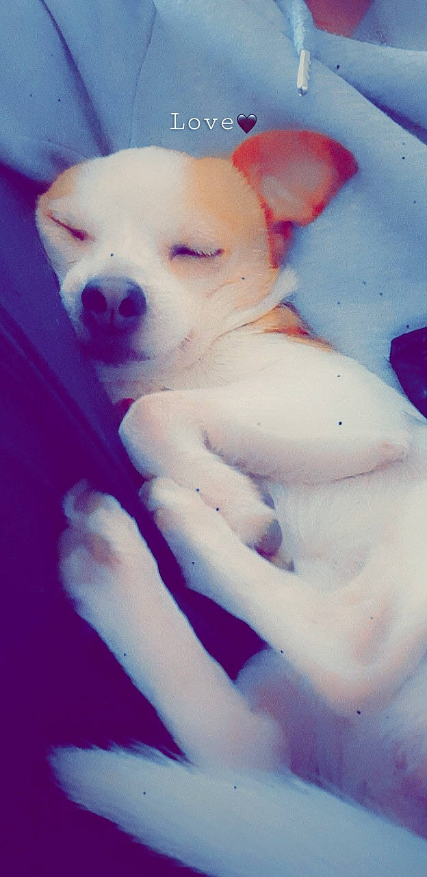 Guizmo a rejoint le concours — aidez-le/la à gagner de superbes lots ! canidae, carnivore, chihuahua, companion_dog, dog, dog_breed, ear, fawn, non_sporting_group, nose, puppy, puppy_love, rare_breed_dog, skin