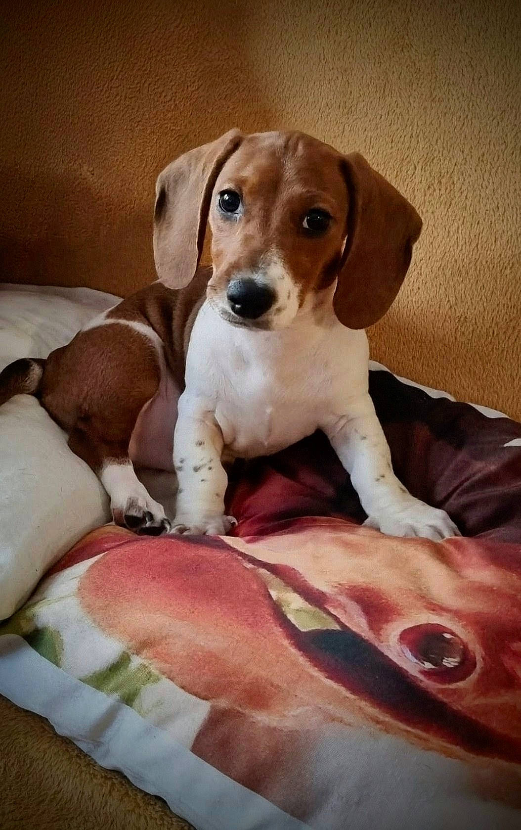 Ziggy