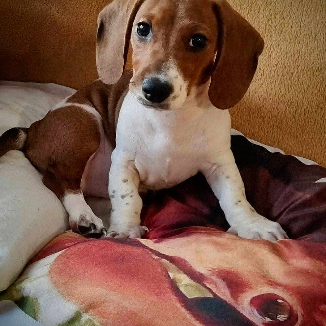 Ziggy