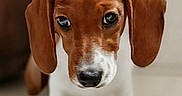 Ziggy a rejoint le concours — aidez-le/la à gagner de superbes lots ! puppy, dog, brown, white, close_up, ears, floor, pet, cute, animal, indoor, young_dog, portrait, curious, floppy_ears, canine, small_dog, looking_down, soft_light, background_blur