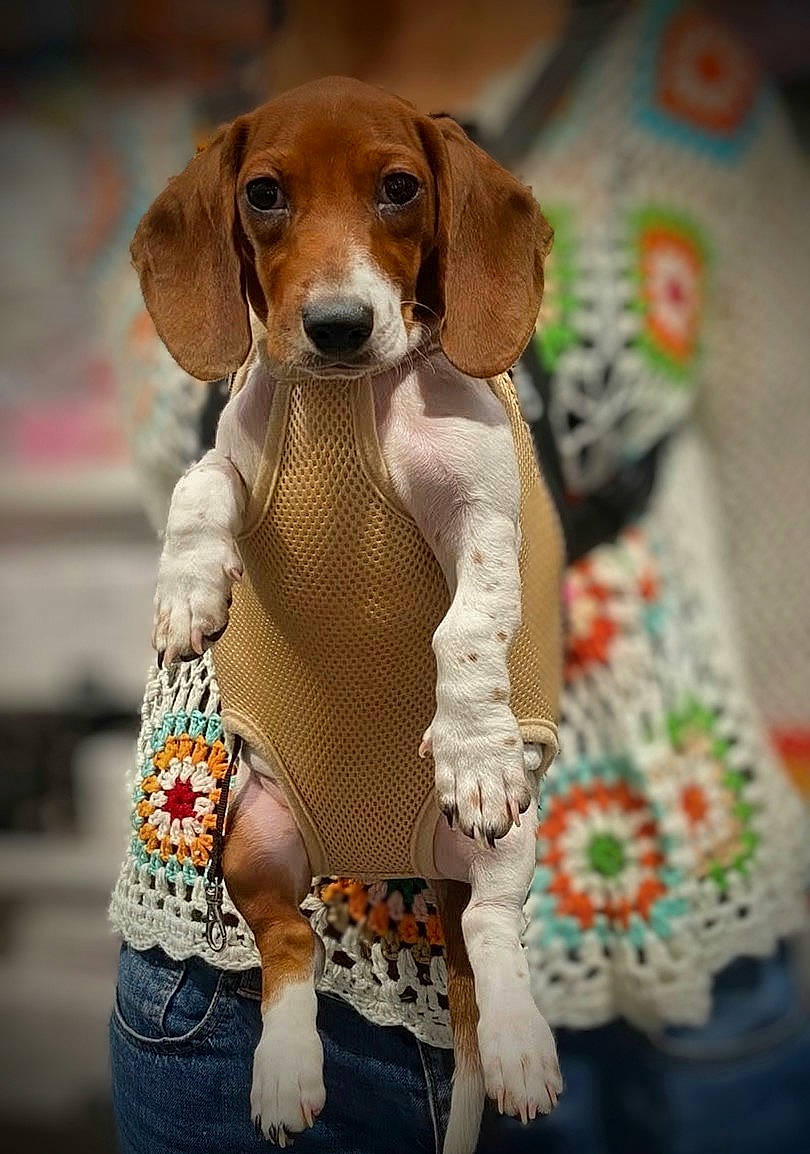 Ziggy a rejoint le concours — aidez-le/la à gagner de superbes lots ! blurred_background, brown, casual_wear, clothing, colorful, crocheted_sweater, cute, dog, hand, held_up, indoor, looking_at_camera, mesh_outfit, person, pet, portrait, puppy, small_dog, soft_lighting, white