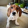 Ziggy participe au concours pour gagner de l'argent avec cette photo : puppy, dog, brown, white, cute, pet, animal, indoor, floor, looking_at_camera, ears, nose, eyes, young, small, sitting, concrete, blurred_background, shelving, curious
