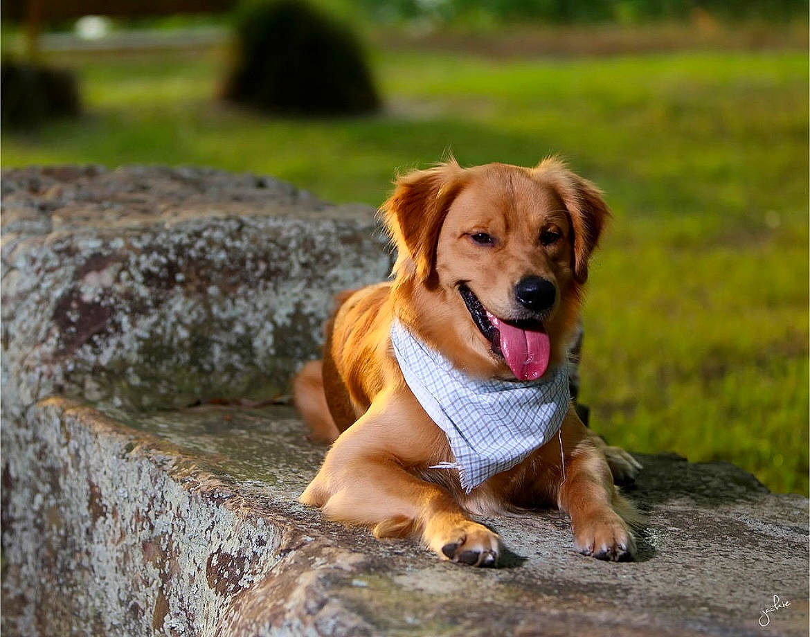 Maverick is registered to the contest to win money with this photo: bedrock, canidae, carnivore, companion_dog, dog, dog_breed, fawn, grass, paw, plant, retriever, rock, sporting_group, street_dog, tail, terrestrial_animal, water, wildlife, wood, working_dog