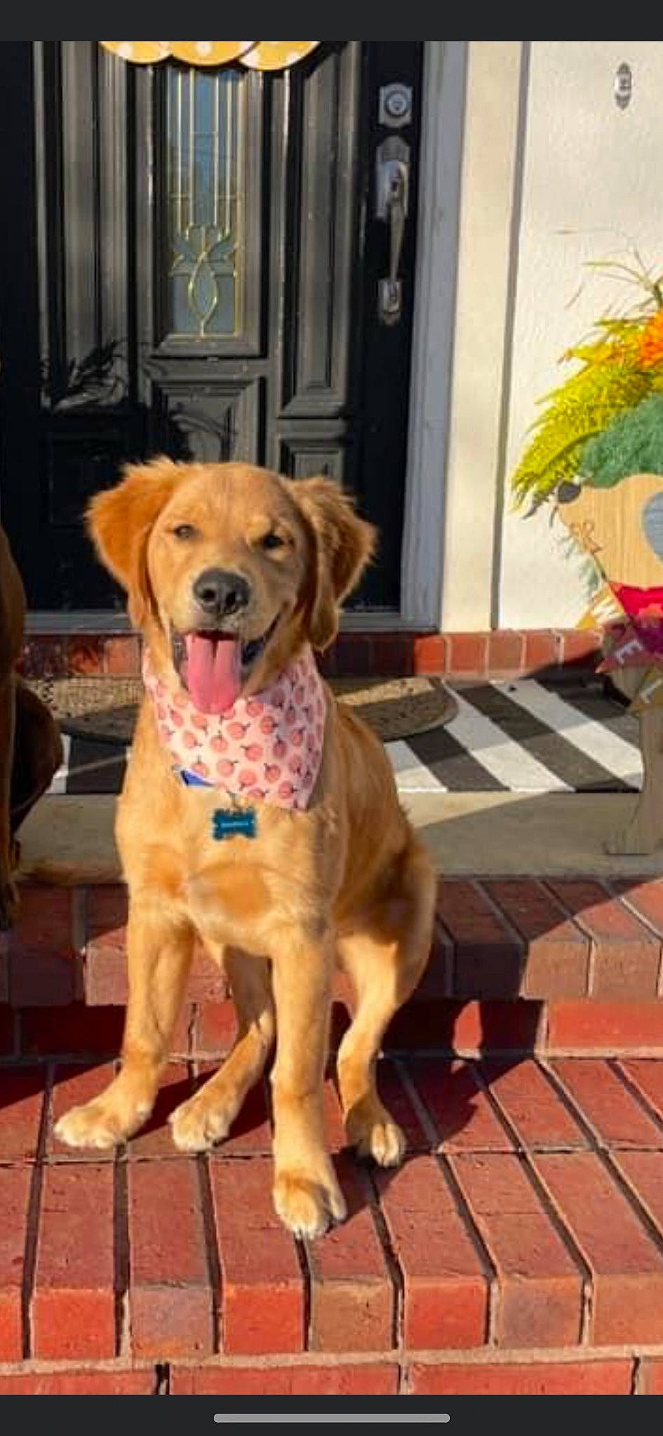 Maverick joined the competition — help win amazing prizes! carnivore, chair, collar, companion_dog, dog, dog_breed, dog_collar, dog_supply, door, fawn, flooring, gun_dog, hardwood, liver, pet_supply, plant, sporting_group, wood, working_animal, working_dog