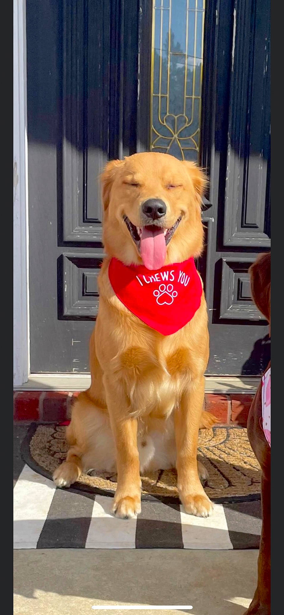 Maverick is registered to the contest to win money with this photo: canidae, carnivore, collar, companion_dog, dog, dog_breed, dog_collar, dog_supply, door, durango_boot, fawn, gun_dog, labrador_retriever, paw, pet_supply, retriever, snout, sporting_group, tail, working_animal