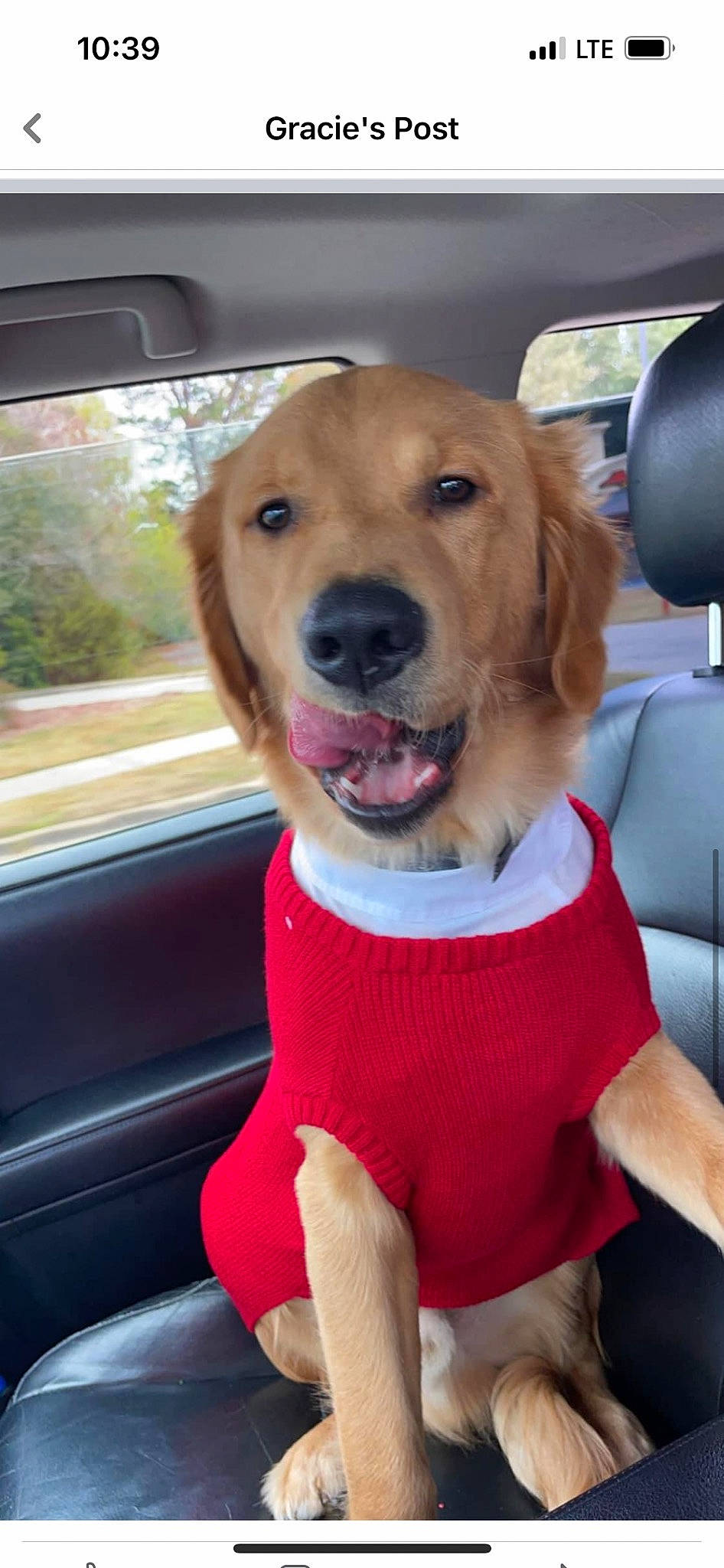 Maverick joined the competition — help win amazing prizes! automotive_exterior, automotive_mirror, car, car_seat, car_seat_cover, carnivore, collar, companion_dog, dog, dog_breed, dog_collar, dog_supply, fawn, liver, seat_belt, snout, sporting_group, vehicle, vehicle_door, working_animal