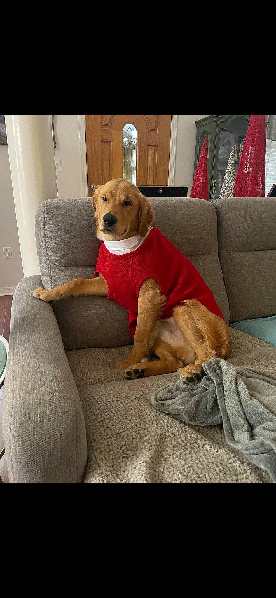 Maverick joined the competition — help win amazing prizes! canidae, carnivore, chair, collar, comfort, companion_dog, couch, dog, dog_breed, dog_supply, fawn, flooring, furniture, hardwood, living_room, room, snout, sporting_group, studio_couch, working_animal