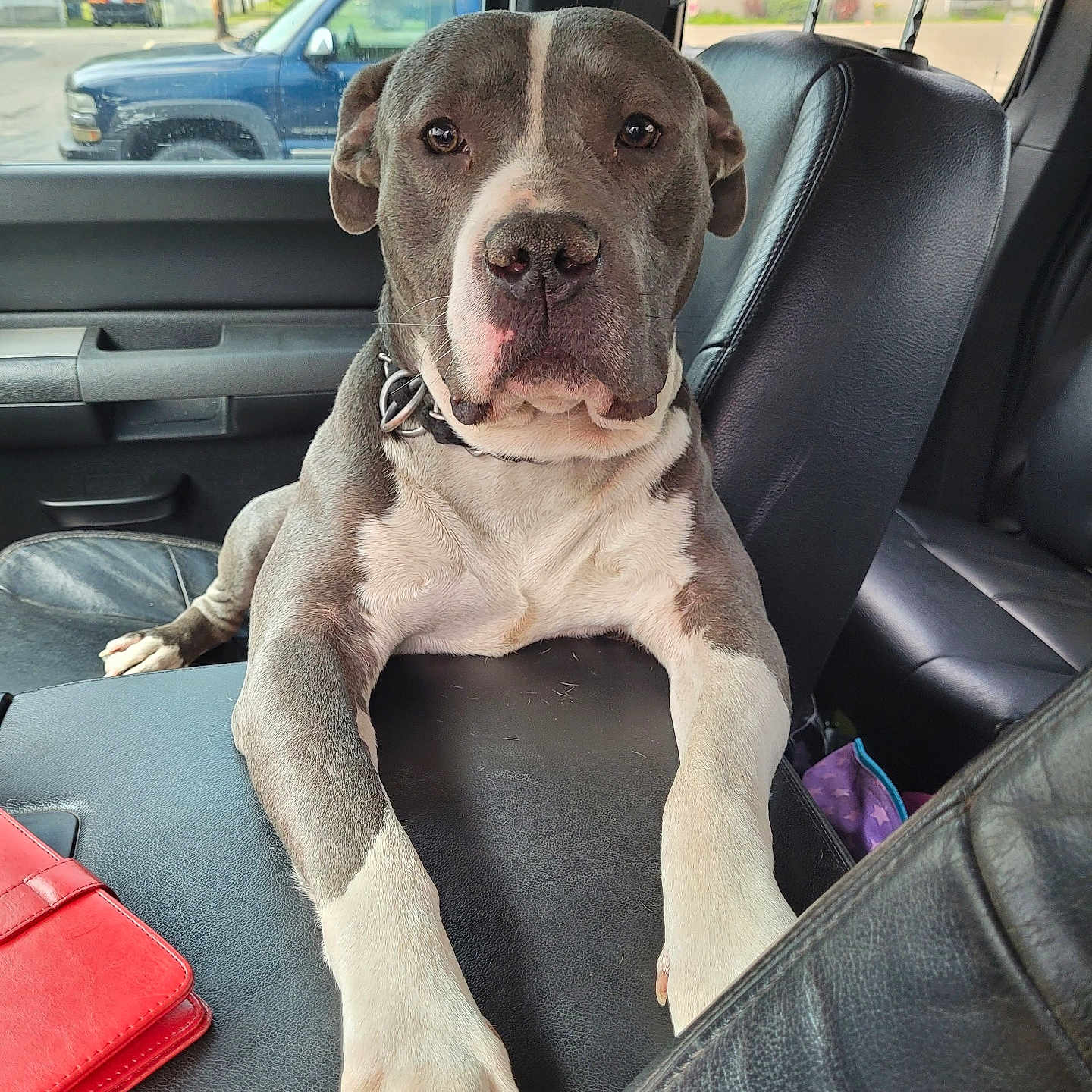 Boy joined the competition — help win amazing prizes! animal, canine, car_interior, collar, dashboard, daylight, dog, front_seat, gray_and_white, leather_seat, looking_at_camera, outdoor, parked_car, paws, pet, pitbull, red_wallet, resting, vehicle, window