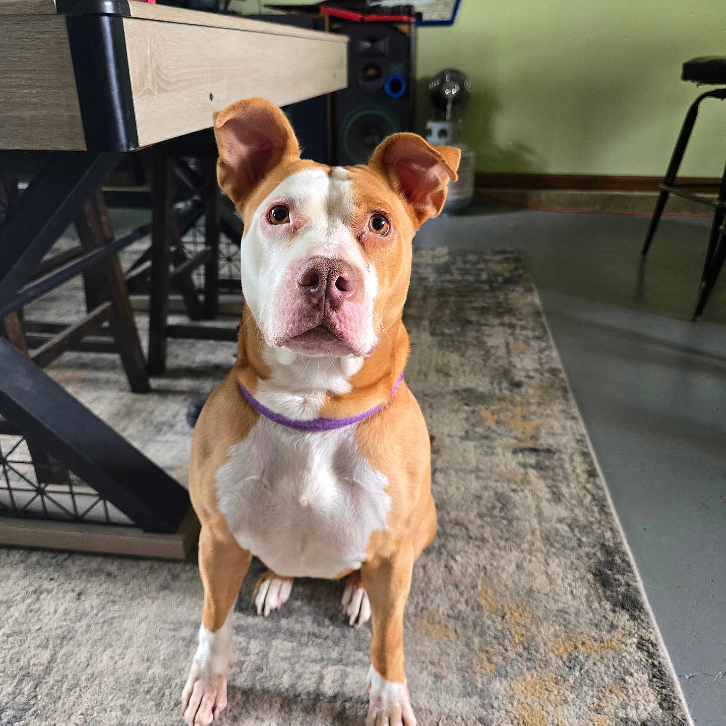 Keres is registered to the contest to win money with this photo: animal, brown_and_white, canine, carpet, chair, collar, curious, dog, domestic_animal, ears, floor, furniture, home, indoor, looking_up, pet, sitting, speaker, table, wall