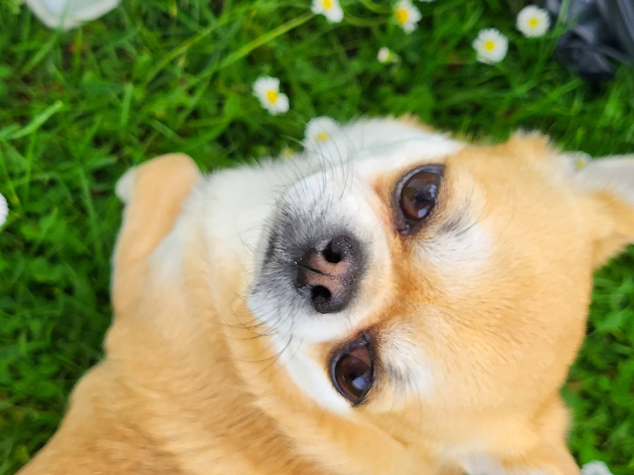 Pin Up participe au concours pour gagner de l'argent avec cette photo : ancient_dog_breeds, canidae, carnivore, collar, companion_dog, corgi_chihuahua, dog, dog_breed, eyelash, fawn, fur, grass, paw, plant, puppy, snout, sporting_group, terrestrial_animal, whiskers, wildlife