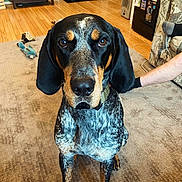 Bentley is registered to the contest to win money with this photo: dog, indoor, carpet, living_room, furniture, pet, canine, sitting, brown, black, white, ears, collar, floor, person_arm, couch, toy, stool, bowl, home