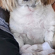 Wheezy is registered to the contest to win money with this photo: black_nose, blanket, brown_eyes, close_up, clothing, companion, couch, cute, dog, fluffy, human_leg, indoor, pet, portrait, shih_tzu, sitting, small_dog, sofa, tan_ears, white_fur
