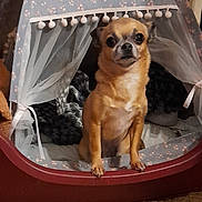 Lyna a rejoint le concours — aidez-le/la à gagner de superbes lots ! dog, chihuahua, pet, tent, cozy, indoor, floor, blanket, small_dog, animal, cute, brown_dog, portrait, looking, ears, canine, domestic_animal, pet_bed, furniture, household