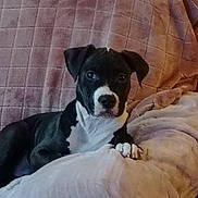 Arko participe au concours pour gagner de l'argent avec cette photo : animal, black_and_white, blanket, canine, comfort, couch, cozy, cute, dog, fur, home, indoor, paw, pet, portrait, puppy, relaxed, resting, soft_texture, young_dog