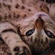Spring joined the competition — help win amazing prizes! cat, tabby, close_up, paw, whiskers, fur, pet, animal, lying_down, relaxed, cute, indoor, soft_texture, curious_eyes, face, nose, sleepy, feline, cozy, domestic_animal