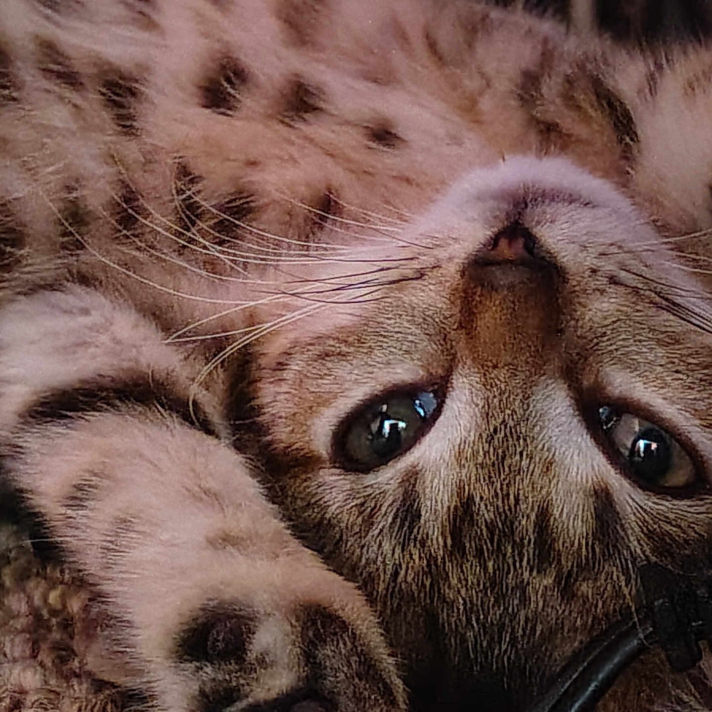 Spring joined the competition — help win amazing prizes! animal, cat, close_up, cozy, curious_eyes, cute, domestic_animal, face, feline, fur, indoor, lying_down, nose, paw, pet, relaxed, sleepy, soft_texture, tabby, whiskers